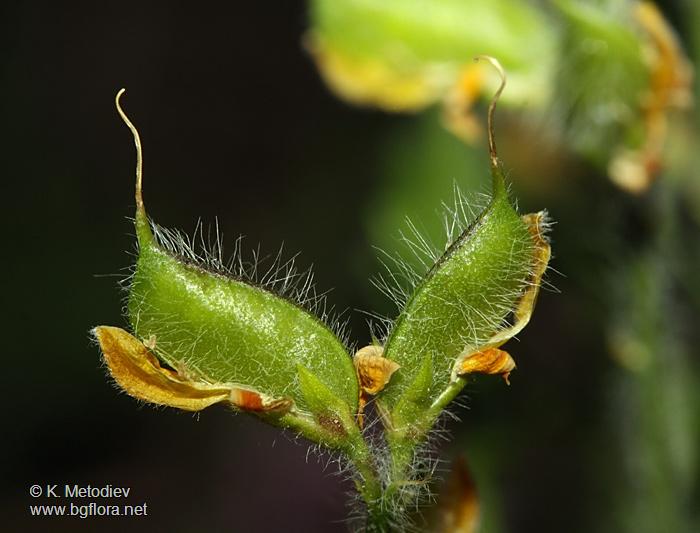 Немска жълтуга