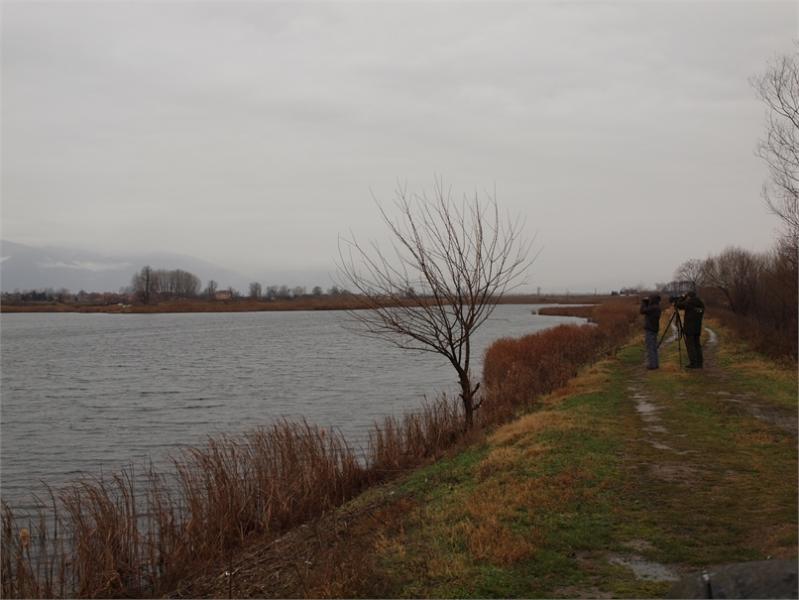 Среднозимно преброяване на зимуващите водолюбиви птици 2016г.
