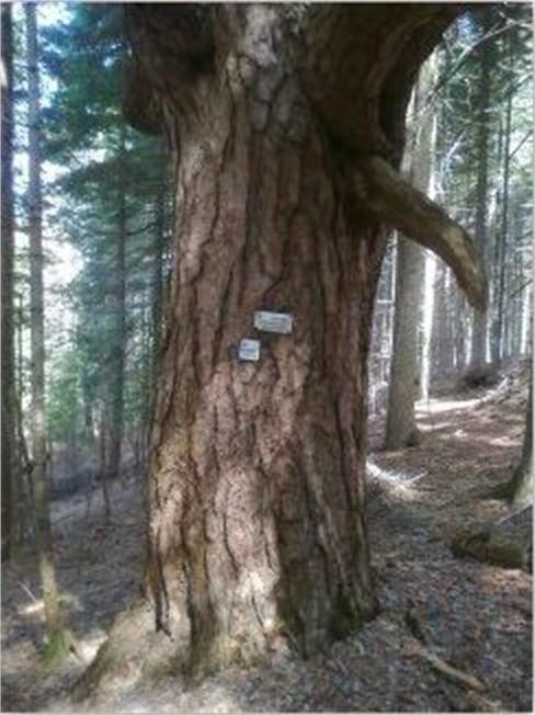 Защитени дървета в област Пазарджик