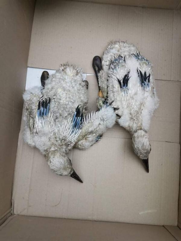 Експерти на РИОСВ-Пазарджик спасиха чeтири малки щъркела, пострадали след буря